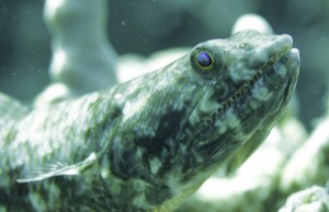aligator-fish