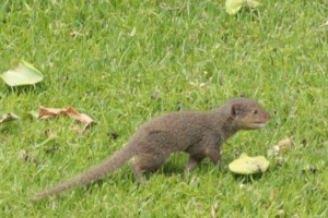 baby-mongoose