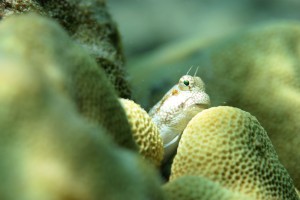 blenny