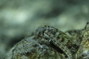 blenny