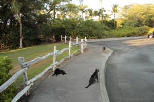 cats