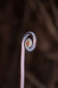 curled-frond