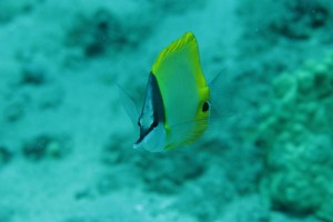 fish1