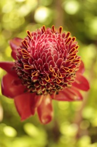 flower-1