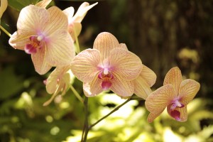flower-2