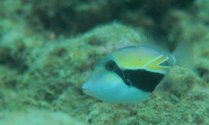 hanamu-bay-2