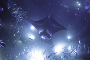 manta