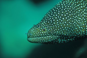 shark-cove-moray