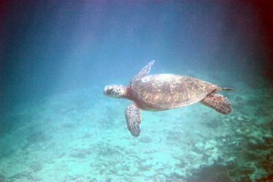 shark-cove-turtle