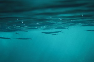 sharks-cove-2