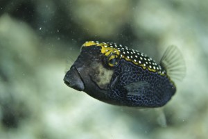 spotted box fish