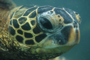 turtle-1