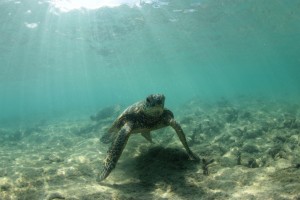 turtle-3