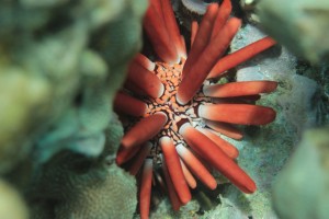 urchin-1