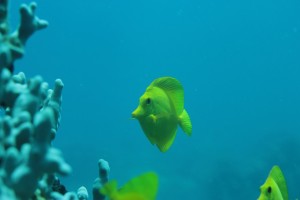 yellow-fish
