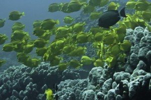 yellow-tangs (1 of 1)
