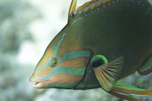 yellowtail coris